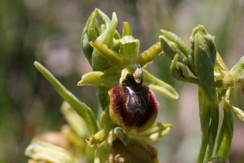 Ophrys sphegodes s.l.